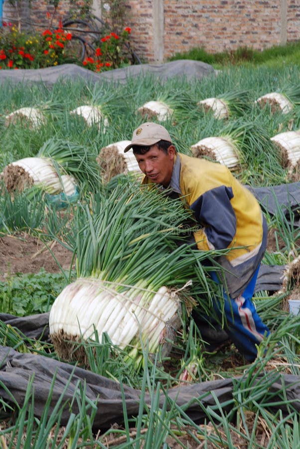 Peasants Carrying a Heavy Load on Their Shoulders Editorial Stock Image