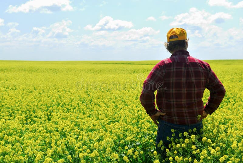 Farmer in Canola Field royalty free stock photos Farmer in Canola Field royalty free stock photos