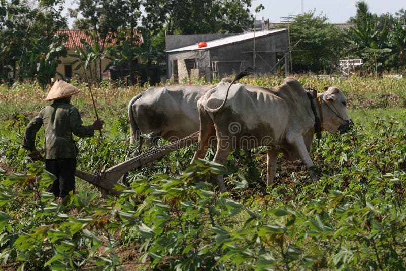 Farmer