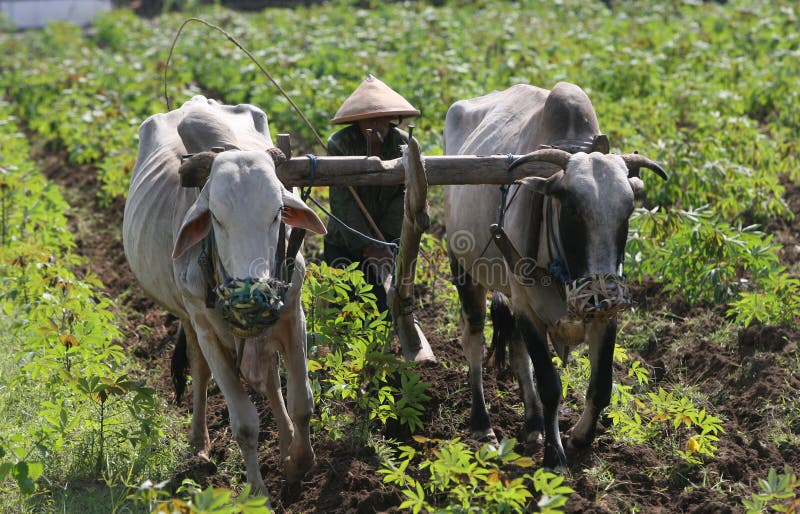 Farmer