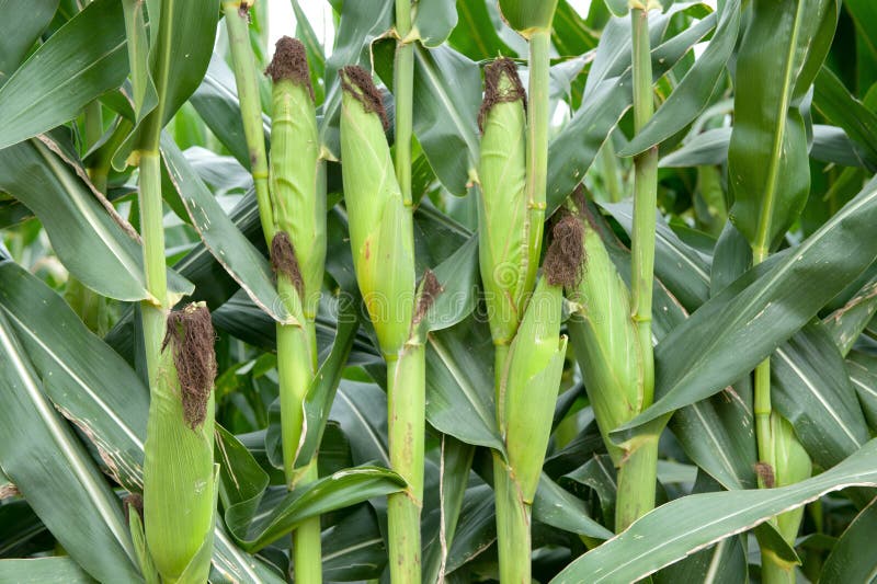 Row of corn on stalk