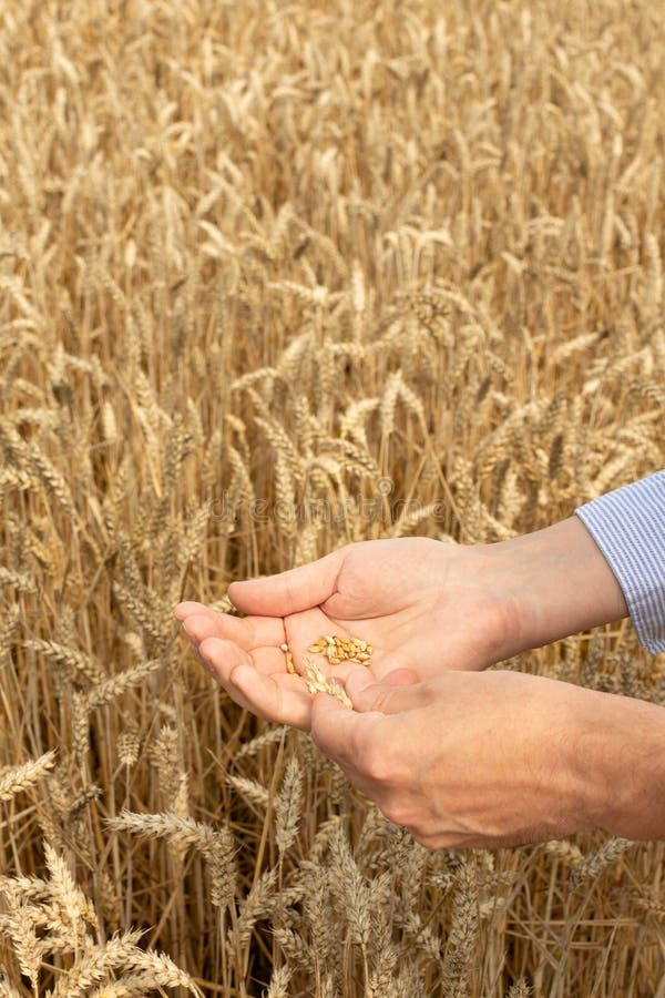 A male farmer checks the quality of the sown wheat on a sunny summer day, summer field work, a field with wheat. Field checking barley stock images, royalty-free photos and pictures