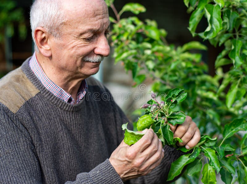 Farmer Checking Up Condition of Apple Tree Stock Image Image of