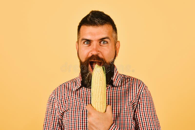 Farmer with cheerful face holds yellow corn near mouth