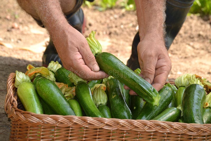 Farmer collecting zucchini stock image. Image of farmer 59782899