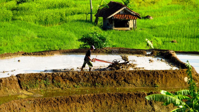 A farmer is contracting rice fields in the rice fields of Gunung Laku, Karangjaya sub-district, Tasikmalaya Regency
usually done in the morning before noon, here the air is very clean and beautiful