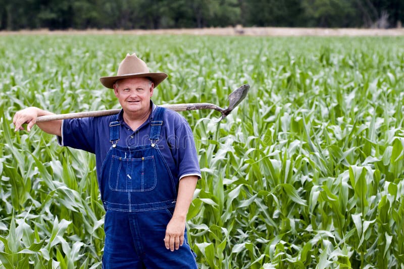 Farmer in the corn fields