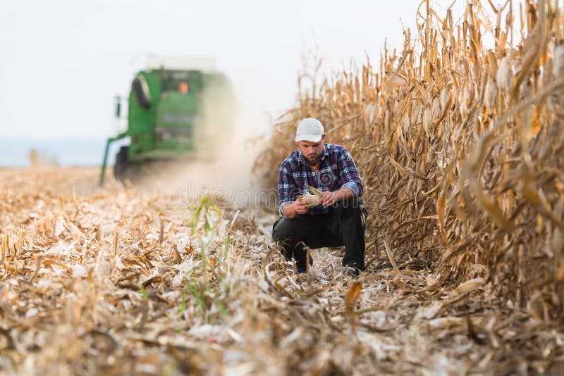 Farmer in corn fields