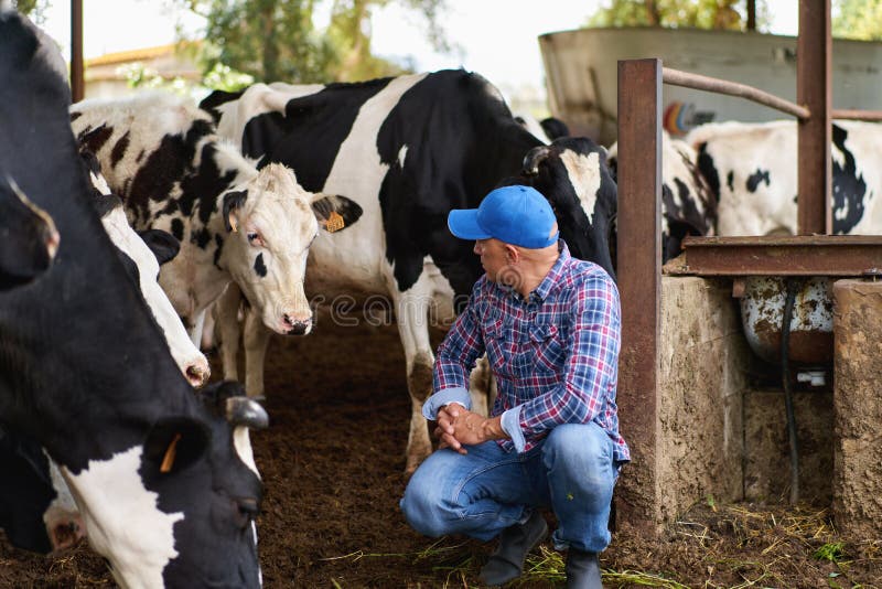 Farmer Cowboy at Cow Farm Ranch Stock Image - Image of post, dairy ...