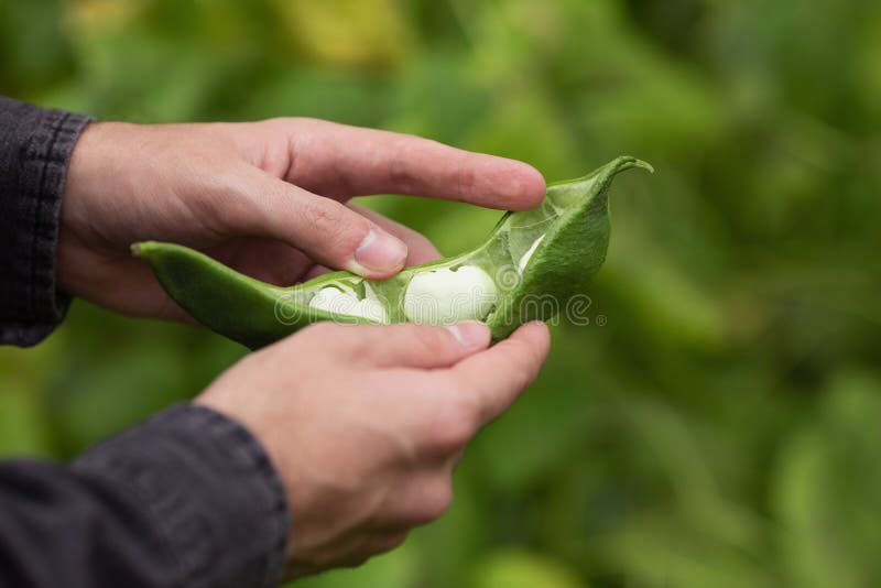 A Farmer Discovered a Large Pod of Green Beans. Harvest Stock Photo