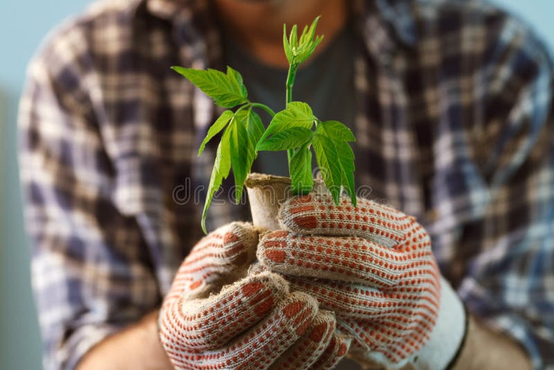 Farmer examining plant growing in peat pot stock images Farmer examining plant growing in peat pot stock images