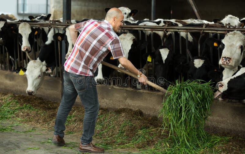 Farmer Feeding Cows with Grass in Farm Stock Image Image of outdoors