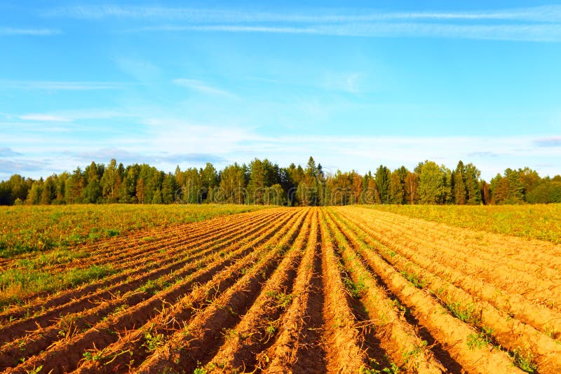 Farmer field stock photography