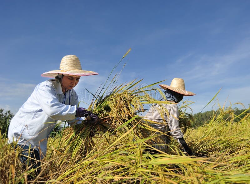 Farmer in field it s harvest time