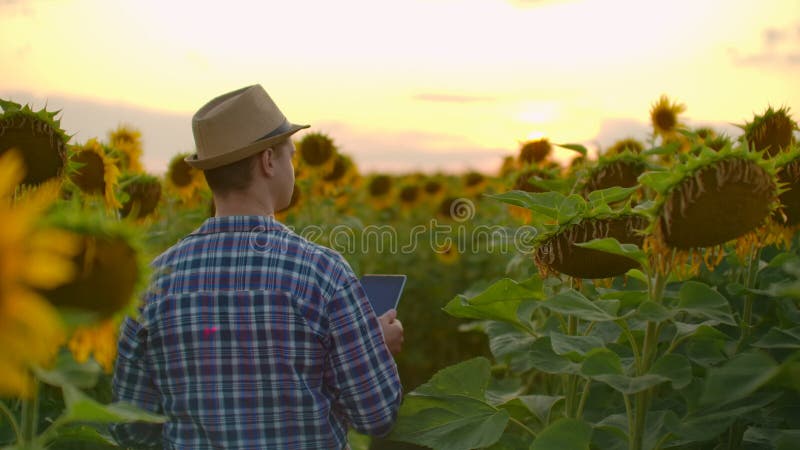 Farmer on the field with sunflowers works on the ipad