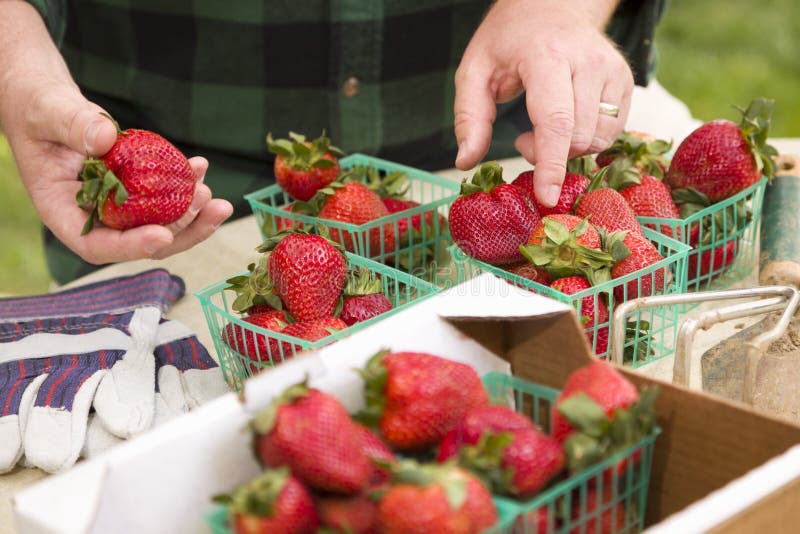 Farmer Gathering Fresh Strawberries in Baskets