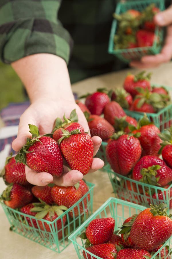 Farmer Gathering Fresh Strawberries in Baskets