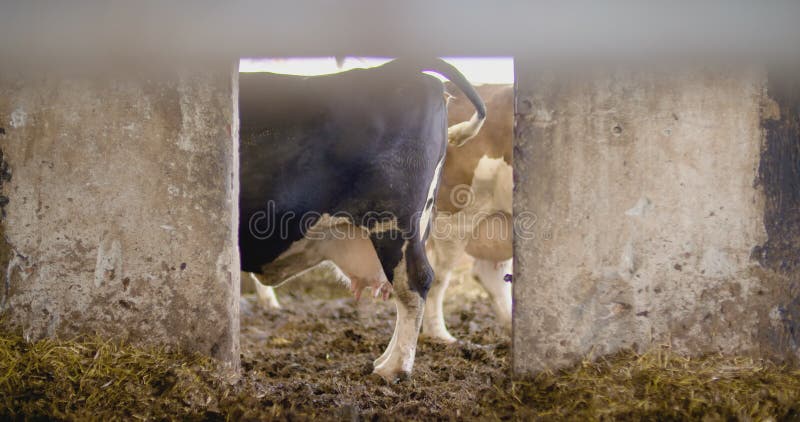 Farmer Gesten beim Schreiben auf Zwischenablage gegen Stall