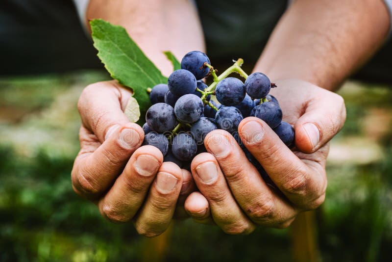Farmer with grapes royalty free stock images Farmer with grapes royalty free stock images