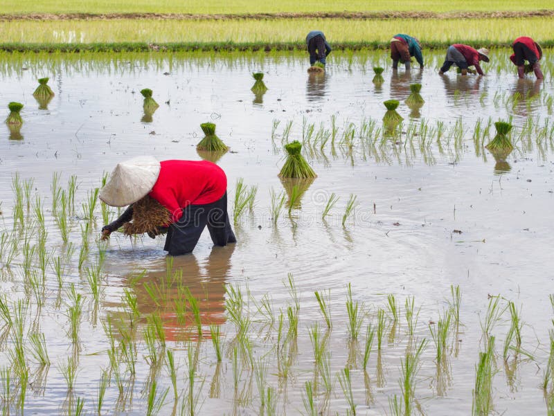 Agricultural in rice fields