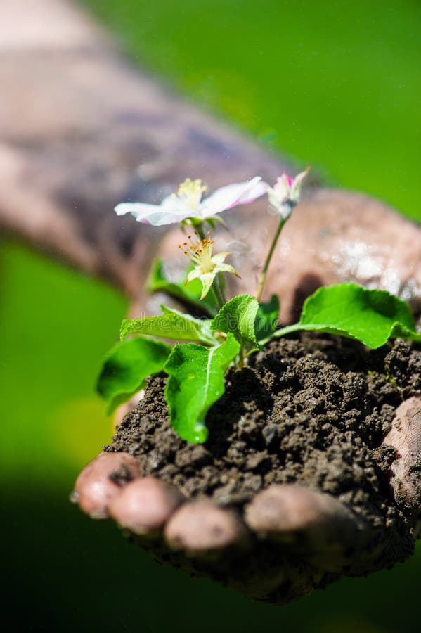 Farmer hand holding a fresh young plant with flower. Symbol of new life and environmental conservation stock photos Farmer hand holding a fresh young plant with flower. Symbol of new life and environmental conservation stock photos