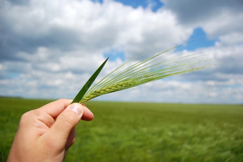 Farmer hand keep green wheat spikelet.