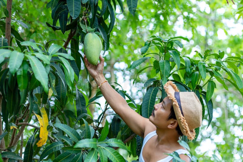 Farmer Hand Picking Mango from Mango Tree Stock Image Image of harvest, organic 191239789