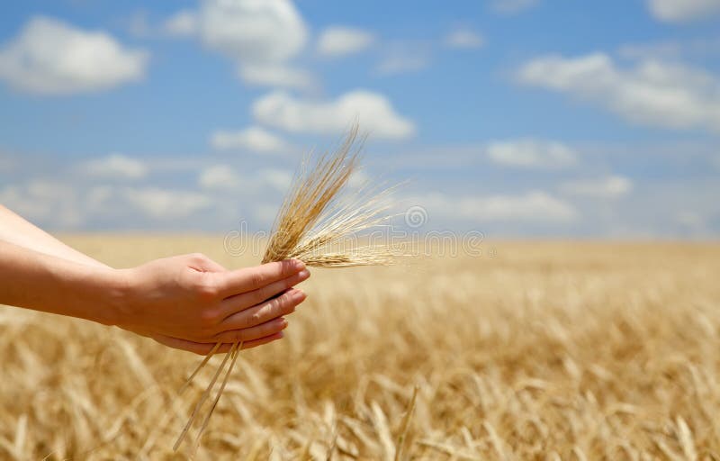 Farmer hands keep crops over field.