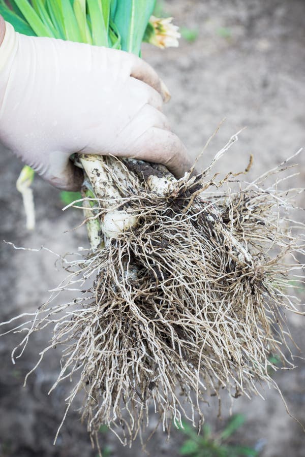 Farmer Harvest Fresh Green Onion Stock Image Image of summer