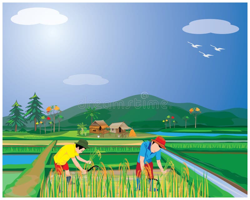 Farmer Harvest Rice in Paddy Field Stock Vector - Illustration of design,  plant: 173376973
