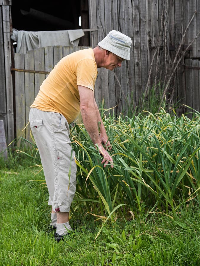 Farmer Harvesting Green Garlic Stock Photo Image of nature, garden 71555798