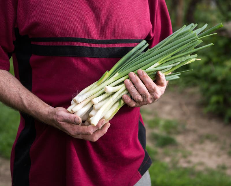 Farmer Harvesting Green Onions Stock Photo Image of farm, field 72101312