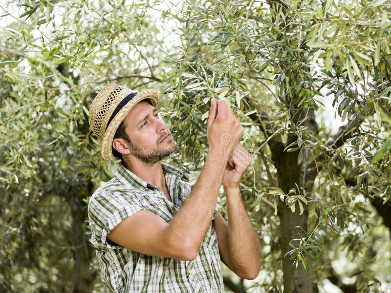 Farmer Is Harvesting Olives Stock Image Image of harvesting, land