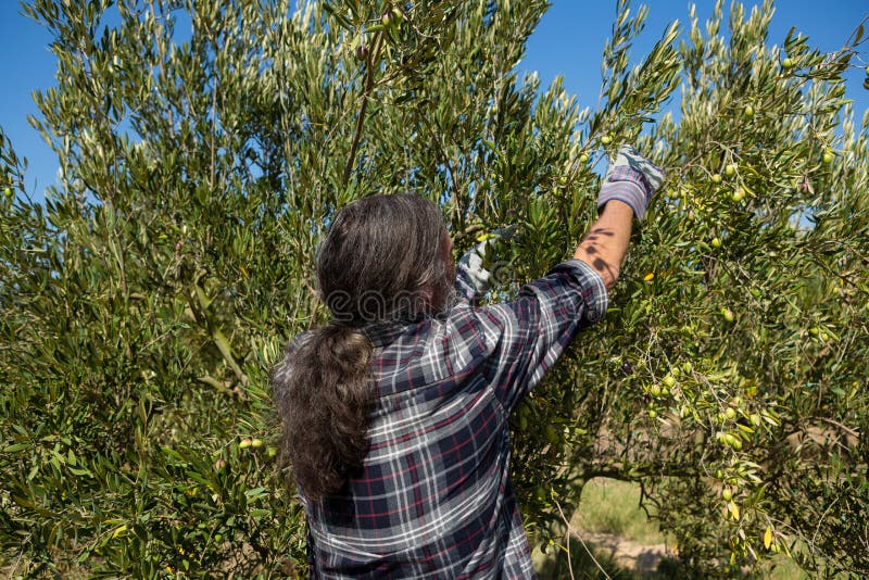 Farmer Harvesting a Olives from Tree Stock Photo Image of farmer, lifestyle 95640202