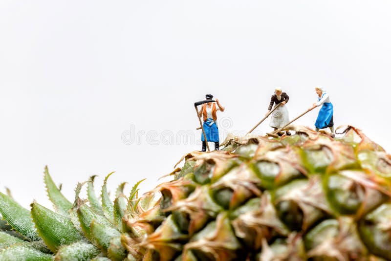 Farmer Harvesting in Pineapple Plantations Stock Photo Image of ananas, farm 189851172
