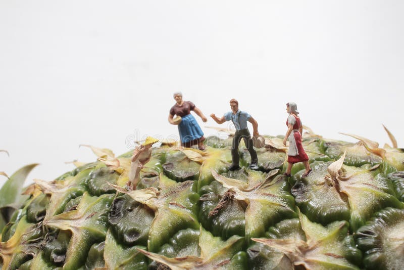 A Farmer Harvesting in Pineapple Plantations. Workers in Pineapple Plantations Stock Photo