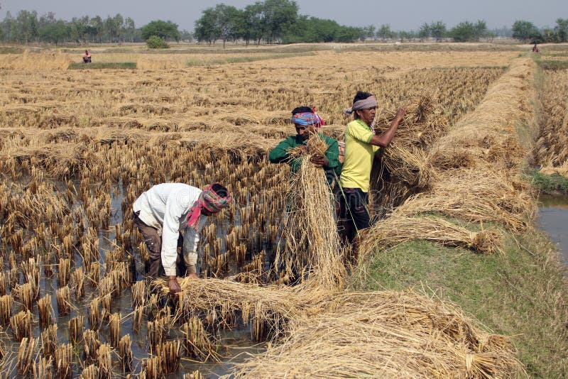 Картинка Дулинь работает на рисовом поле. In northern india they harvest their wheat