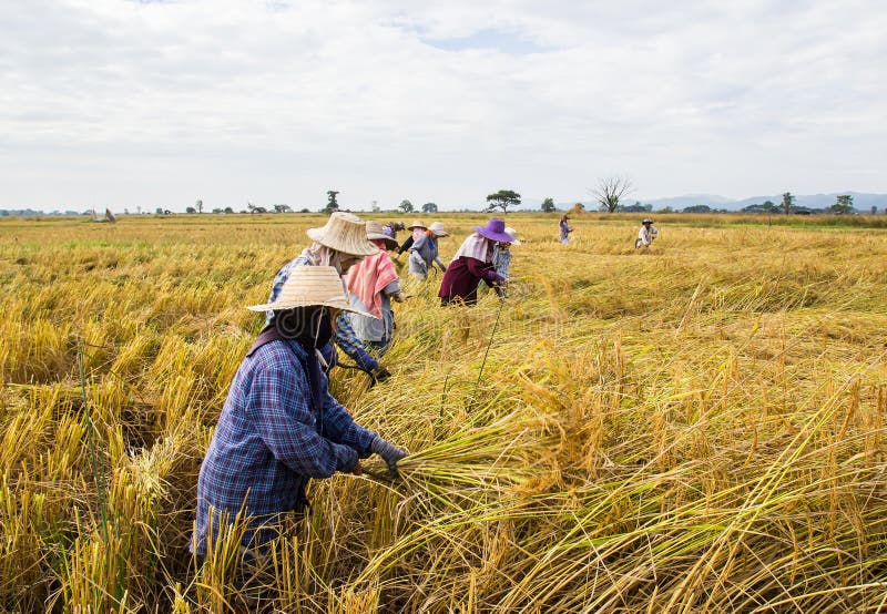 Farmer harvesting rice