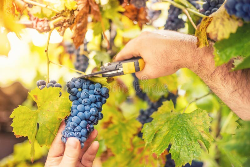 Farmer harvesting ripe grapes in vineyard on an autumnal sunny day