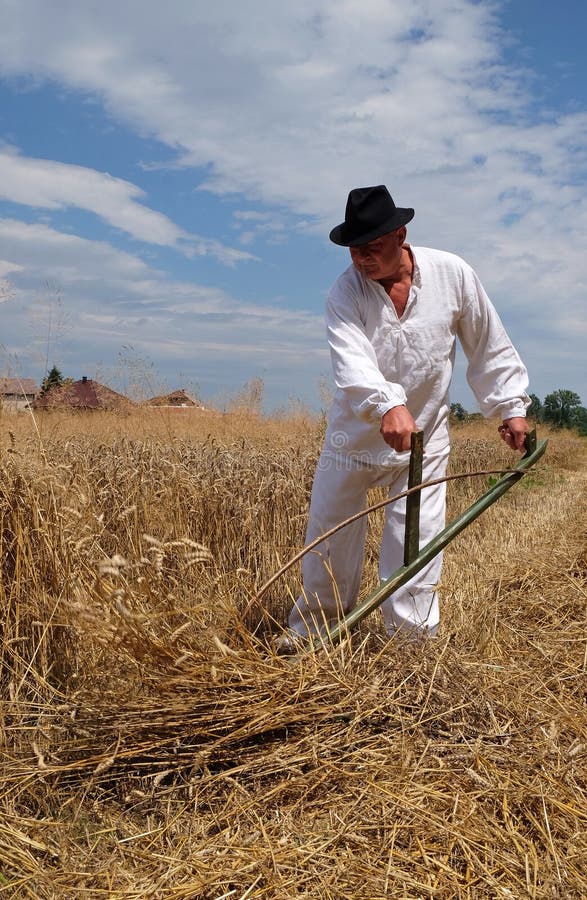 Farmer Harvesting Wheat with Scythe Editorial Photography - Image of ...