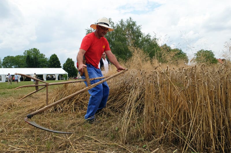 105 Farmer Harvesting Wheat Scythe Stock Photos - Free & Royalty-Free ...