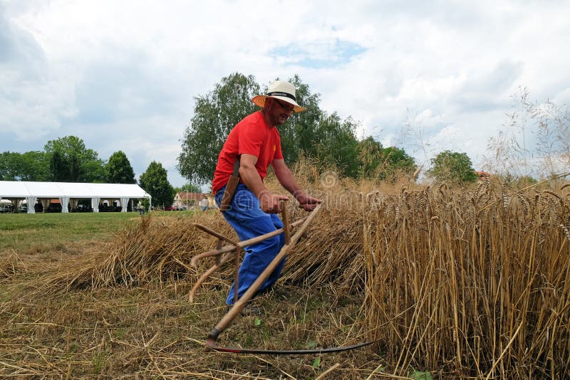 Farmer Harvesting Wheat With Scythe Editorial Photography - Image of ...