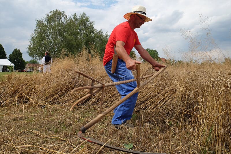 Farmer Harvesting Wheat with Scythe Editorial Stock Photo - Image of ...