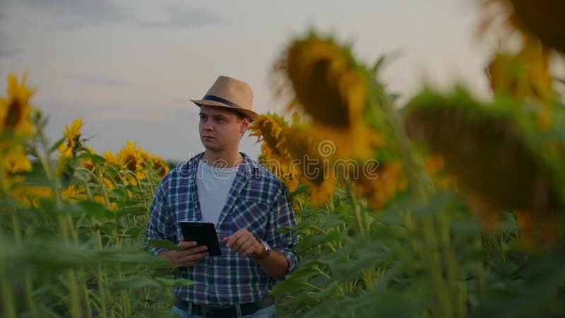 The farmer between high sunflowers in summer evening at sunset