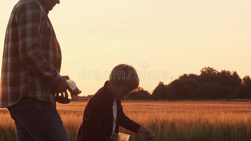 Farmer and his son in front of a sunset agricultural landscape. Man and a boy in a countryside field. Fatherhood stock video footage