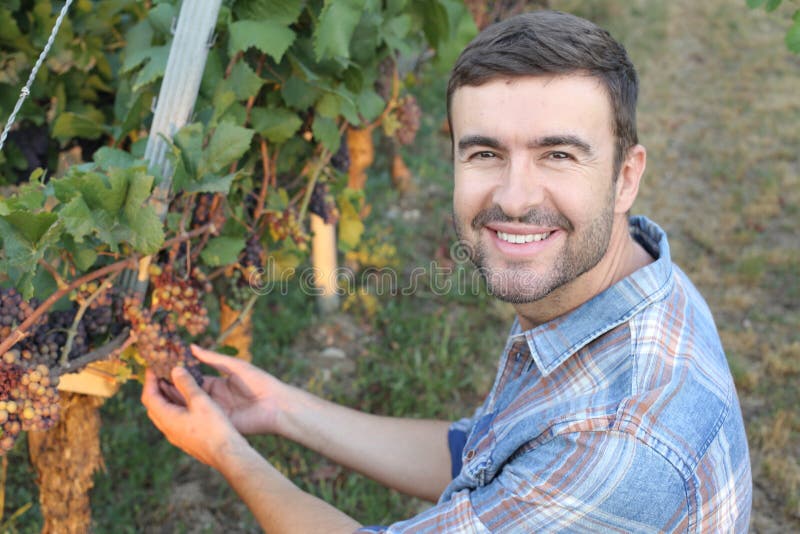 Farmer in His Successful Vineyard Stock Photo Image of farm, grow