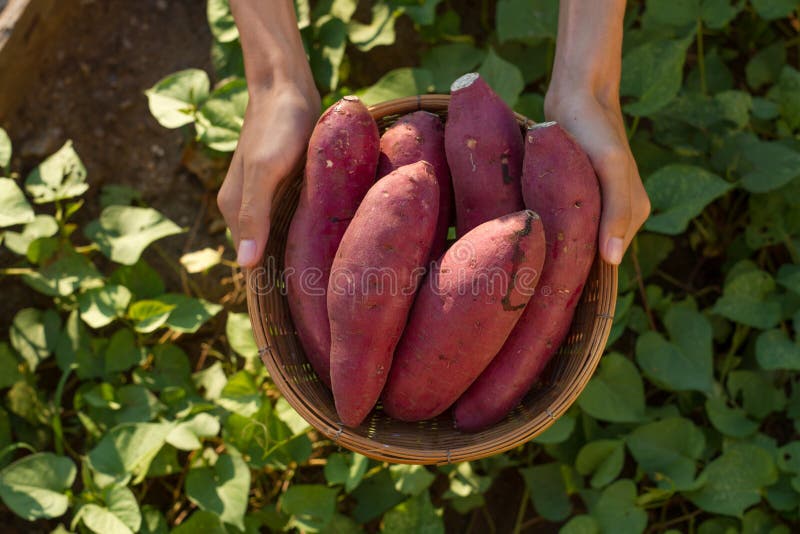 Farmer hold Fresh sweet potato product in wood basket