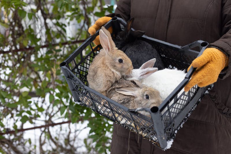 Farmer Holding Basket with Rabbits. Farm Animals. Stock Image Image of domestic, farmer 265134717