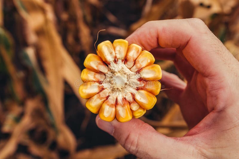 Farmer holding corn on the cob broken in half stock image Farmer holding corn on the cob broken in half stock image