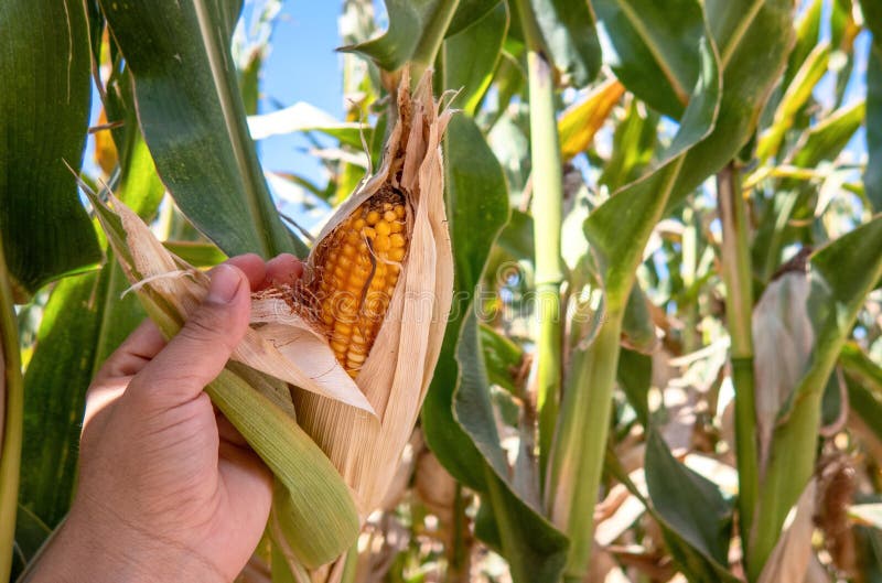 Farmer Holding Corn Cobs in Hand in Corn Field Stock Image Image of rural, background 262330123